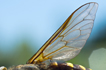 Bienenflügel